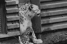 leopard snow gif giphy tweet