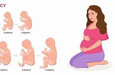 fetal weeks fetus embryo stage mother facts