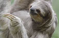 sloth close toed three photography costa rica wildlife shetzers bald two
