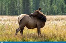 elk marsh grazes grassy yellowstone madison