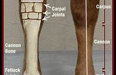 equine limb bones anatomie limbs veterinary vet cannon pferd canon qr fracture pferde humerus treatments