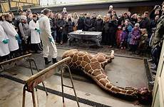 zoo animals killing copenhagen marius dissection february giraffe hove olesen polfoto ap peter photograph retweet schaumann jan