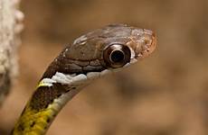 snakes slangen schattige echt plaatjes maandag medicijn prachtige adorably phobia stand depredadores cachorros feroces