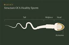 morphology semen abnormal anatomy analysis parameters