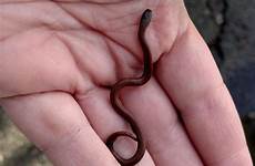 snakes tailed secretive snake slithering sharp slender castro mercurynews