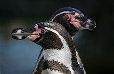 humboldt zoo marwell penguins hatch eggcellent threatened meerkats hampshirelive