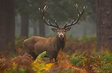red hart stag deer park richmond london buck male photography doe symbolizes heart fact lily when massive wm hunting nz