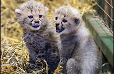 cheetah cubs longleat