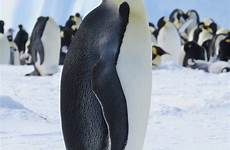 emperor penguin penguins species king pedia yellow
