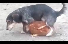mating animals other dog funny