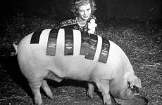 wears swine pigs
