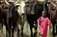 fulani cattle ganado herd leading cows herding
