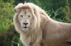 african lion animal animals zoo africa mammal location savanna