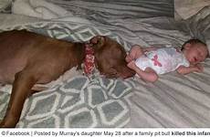 pit bull dog baby kills bite killed mauling being rapids fatality week grand dogsbite death rescue michigan girl old identified