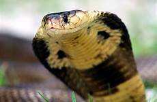 cobra snakes predator snake reptile