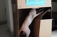 asylum cat evil elitist hell altogether barriers rid walls break social let office down