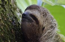 sloth sloths facts worldwildlife threats central wwf mamalia terhebat throated mammals ecosystems common mid tercepat terbesar hingga