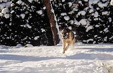spitz lupo neve cecoslovacco pianta invernale mammifero groenlandese tempesta rauco siberiano razza slitta congelamento