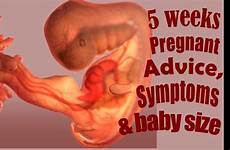 weeks pregnant week baby symptoms size