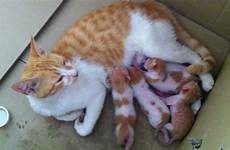 kittens cat nursing cats their do feeding mother breast her giving why mommy worms if when