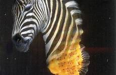 seahorses seahorse zebras hippocampus mammals advanced syngnathidae