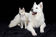 puppy dog husky dogs sweet cute american siberian samoyed adult eskimo wolfdog animals inuit northern pet laika doggy saarloos shepherd