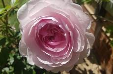 rosen rosier