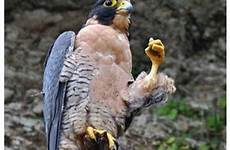 funny animal memes bird question shakespeare humor falcon animals captions meme most quotes laugh make amazing part pet hilarious life
