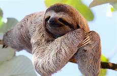 costa sloths araya writen