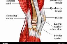 musculature knie mediale muskeln genou knee medial muskulatur anatomie alamy knies kniegelenks