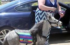 miniature service horse animal woman flirty bellevue omaha abrea hensley meet leads car her