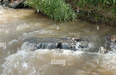 boy ethiopian river swimming alamy climbs he been has ethiopia haro stock
