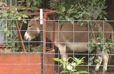 donkey man sex caught cctv accused having charged sneaking yard arrested siloam springs seducing carrots he animal express sexually farmer