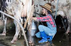 milking cow kuh junge frau kuhstall cows milk landwirtschaft melken