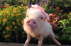 priscilla pigs piglets prettiest cutest enimal teilen