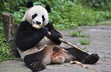 pandas bamboo giant panda eating eats bear sloths survive scientists save just bao hu explain necessities energy study nbcnews singapore