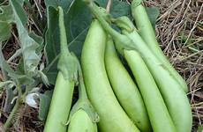 green eggplant long louisiana banana heirloom gmo non large southernexposure seeds