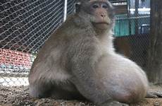 monkey chunky junk food thailand diet