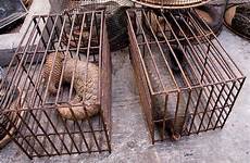 pangolins pangolin cages malaysian wildlife malaysia bennett dan credit wild seized laos bound jail men cargo officials exam life another