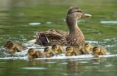 duck ducklings waddle school halls leads through annual ktrk ducks baby mama
