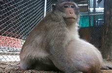 monkey obese fat chunky diet thailand junk food morbidly authorities put uncle gorging after thai quality foxnews