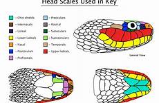 scales snake scale head snakes diagram reptile identification concept drawing whitman reptiles guide heads counting western africa central animal tattoo