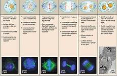 cellulare mitosis divisione fasi ciclo cellule mitotico profase interfase metafase telofase anafase prometafase division mitotica cycle phases cells biologist diversi