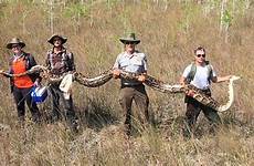 python big largest record cypress snake everglades captured female hunters national held preserve setting foxnews four team who