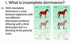 dominance incomplete codominance traits polygenic multiple alleles ppt powerpoint presentation organisms