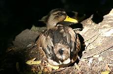 ducks mallard vertebrate beak waterfowl