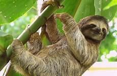 paresseux sloth