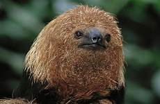sloth bradypus maned torquatus bahia nhpa