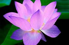 lotus pixabay nymphaea bloem caerulea doneren