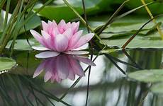 loto stagno fiore fleurs symbolique pink selon significations choisir qi pond connaissez rose crédits jardinerfacile evalogue